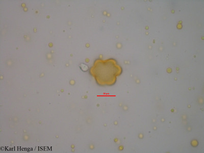 Karl.Henga/Garcinia_kola_40156/Garcinia_kola_40156_0001(copy)_thumb.jpg