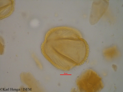 Gilbertiodendron grandistipulatum - lame n° 35169