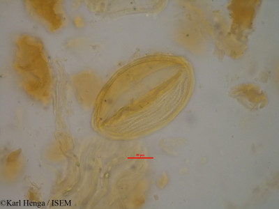 Gilbertiodendron grandistipulatum - lame n° 35169