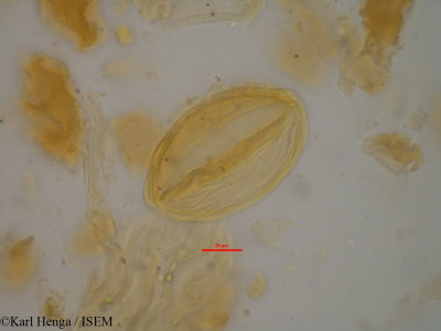 Gilbertiodendron grandistipulatum - lame n° 35169
