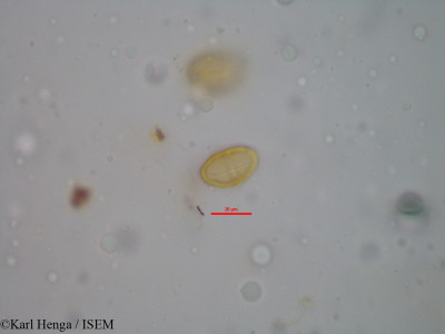 Karl.Henga/Grewia_africana_1860/Grewia_africana_1860_0001(copy)_thumb.jpg