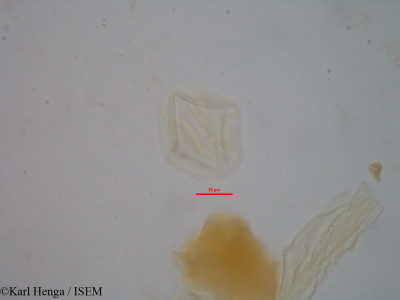 Guibourtia demeusei - lame n° 34778