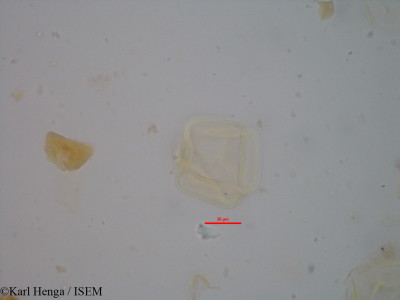 Guibourtia demeusei - lame n° 34778