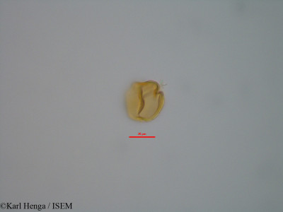 Karl.Henga/Guibourtia_tessmannii_42350/Guibourtia_tessmannii_42350_0001(copy)_thumb.jpg