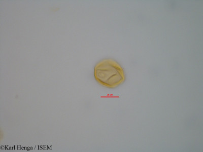 Guibourtia tessmannii - lame n° 42350