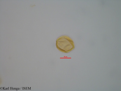 Guibourtia tessmannii - lame n° 42350