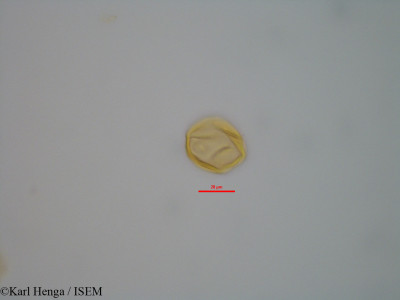 Guibourtia tessmannii - lame n° 42350