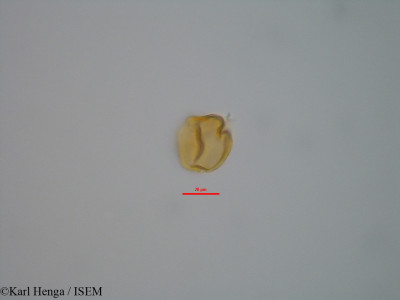 Guibourtia tessmannii - lame n° 42350