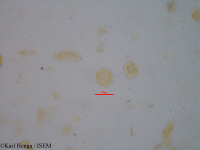 Karl.Henga/Harungana_madagascariensis_14894/Harungana_madagascariensis_14894_0001(copy)_thumb.jpg