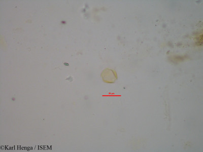 Heisteria parvifolia - lame n° 12331