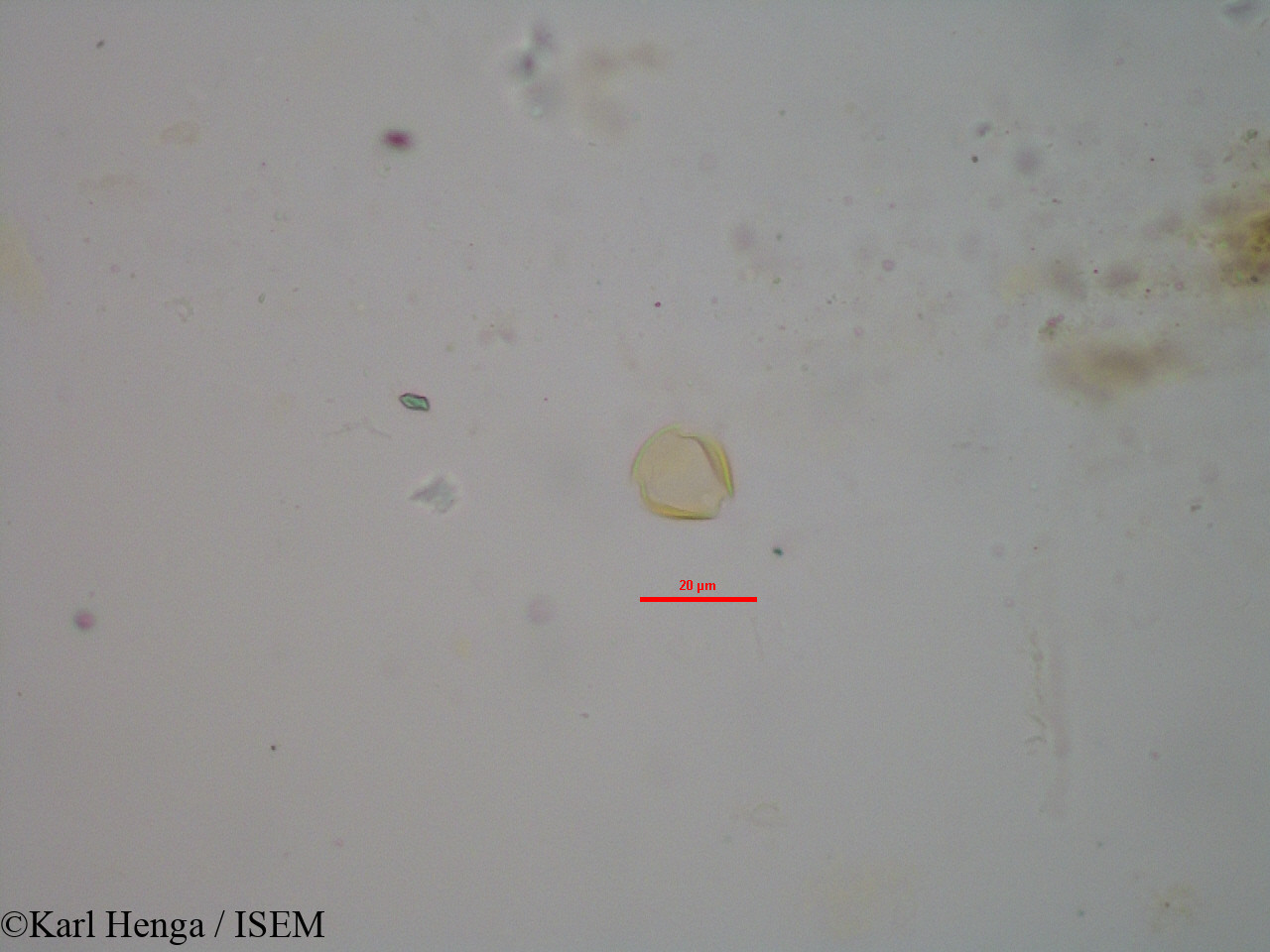 Karl.Henga/Heisteria_parvifolia_12331/Heisteria_parvifolia_12331_0005(copy).jpg