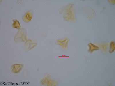 Karl.Henga/Helixanthera_mannii_45557/Helixanthera_mannii_45557_0001(copy)_thumb.jpg