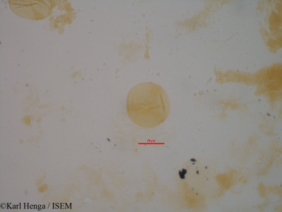 Karl.Henga/Hevea_brasiliensis_22680/Hevea_brasiliensis_22680_0001(copy)_thumb.jpg