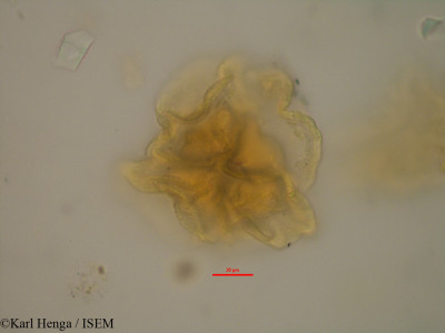 Karl.Henga/Hexalobus_crispiflorus_25829/Hexalobus_crispiflorus_25829_0001(copy)_thumb.jpg