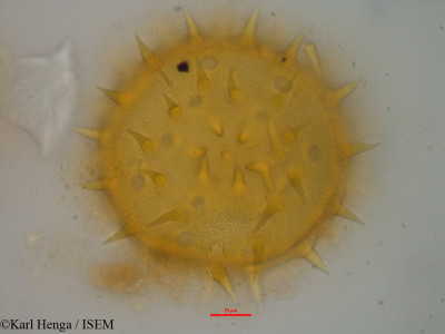 Karl.Henga/Hibiscus_panduriformis_19955/Hibiscus_panduriformis_19955_0001(copy)_thumb.jpg