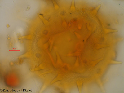 Karl.Henga/Hibiscus_tiliaceus_35420/Hibiscus_tiliaceus_35420_0001(copy)_thumb.jpg