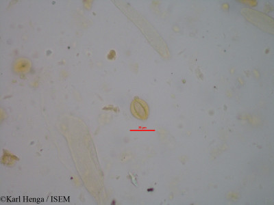 Karl.Henga/Homalium_letestui_14258/Homalium_letestui_14258_0001(copy)_thumb.jpg