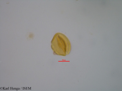 Hugonia planchonii - lame n° 19325