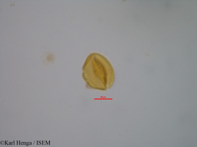 Hugonia planchonii - lame n° 19325