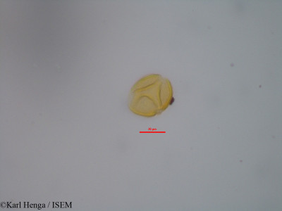 Hugonia planchonii - lame n° 19325