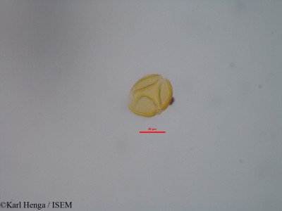 Hugonia planchonii - lame n° 19325