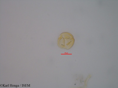 Karl.Henga/Hybanthus_buxifolius_3514/Hybanthus_buxifolius_3514_0001(copy)_thumb.jpg
