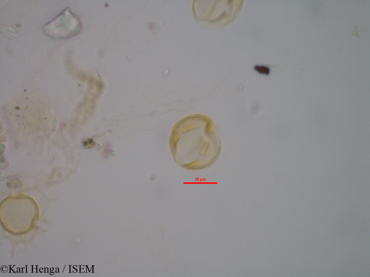 Karl.Henga/Hybanthus_buxifolius_3514/Hybanthus_buxifolius_3514_0003(copy).jpg