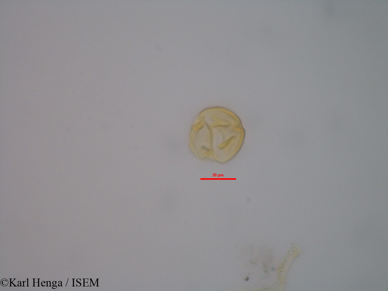 Karl.Henga/Hybanthus_buxifolius_3514/Hybanthus_buxifolius_3514_0008(copy).jpg