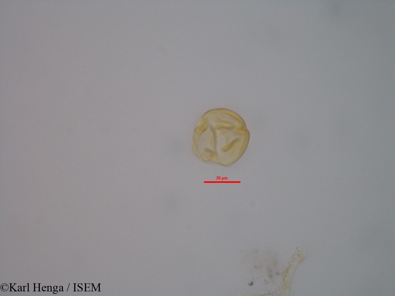 Karl.Henga/Hybanthus_buxifolius_3514/Hybanthus_buxifolius_3514_0009(copy).jpg