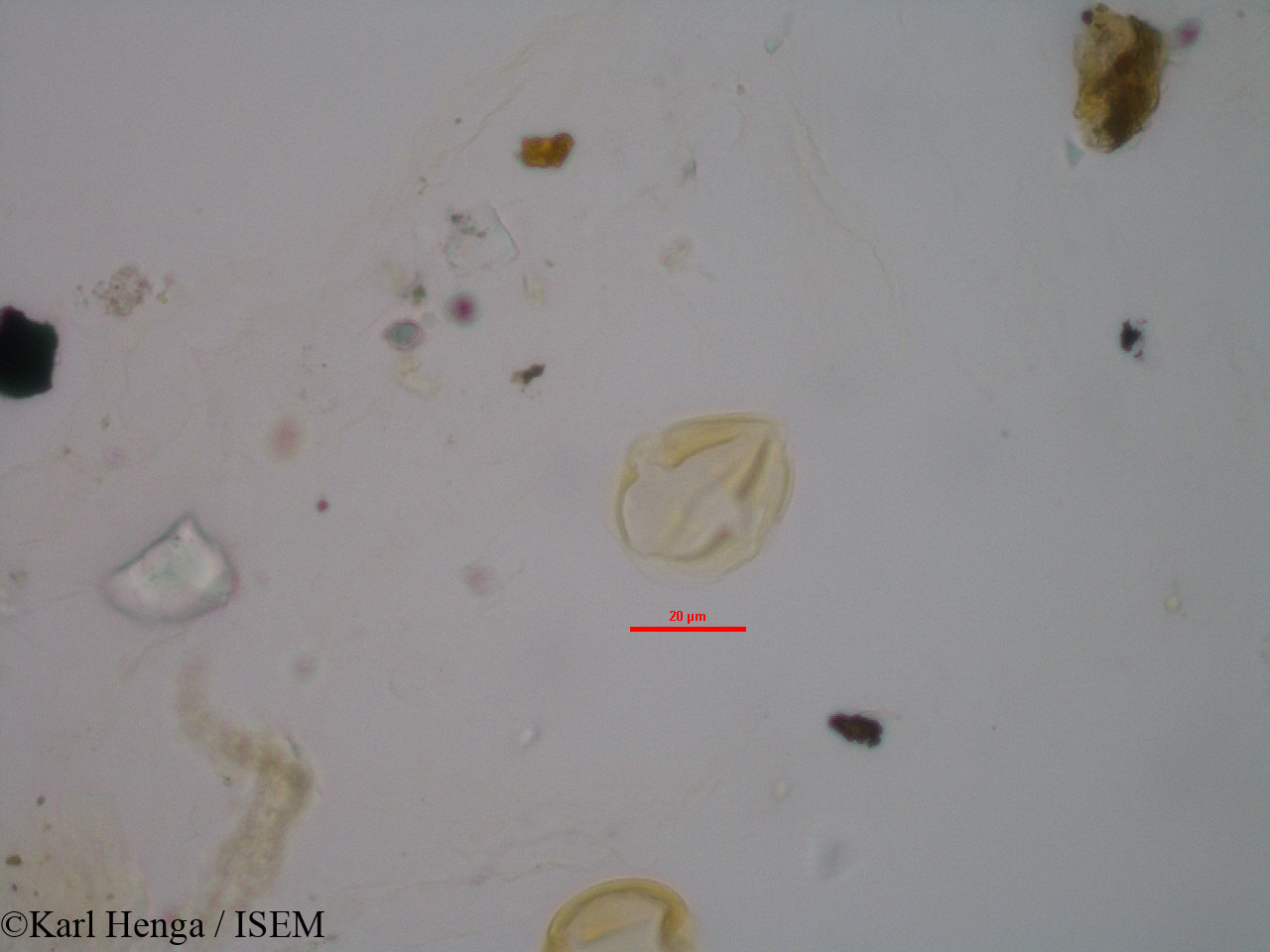 Karl.Henga/Hybanthus_buxifolius_3514/Hybanthus_buxifolius_3514_0011(copy).jpg