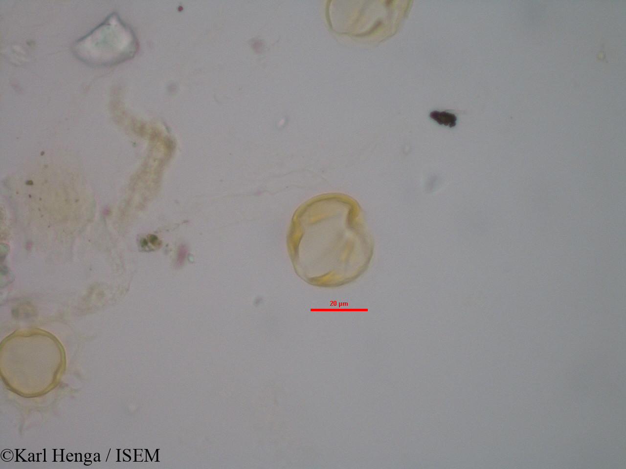 Karl.Henga/Hybanthus_buxifolius_3514/Hybanthus_buxifolius_3514_0012(copy).jpg