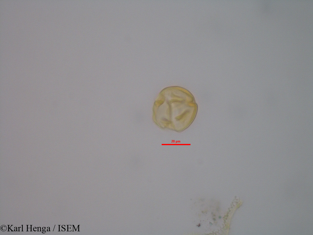 Karl.Henga/Hybanthus_buxifolius_3514/Hybanthus_buxifolius_3514_0014(copy).jpg