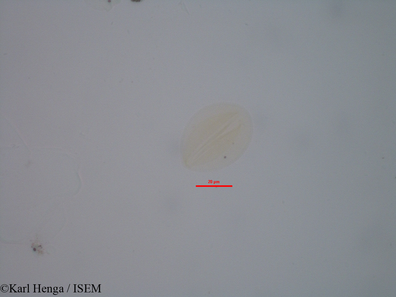Karl.Henga/Hybanthus_heterophyllus_2702/Hybanthus_heterophyllus_2702_0001(copy).jpg
