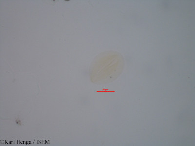 Karl.Henga/Hybanthus_heterophyllus_2702/Hybanthus_heterophyllus_2702_0001(copy)_thumb.jpg