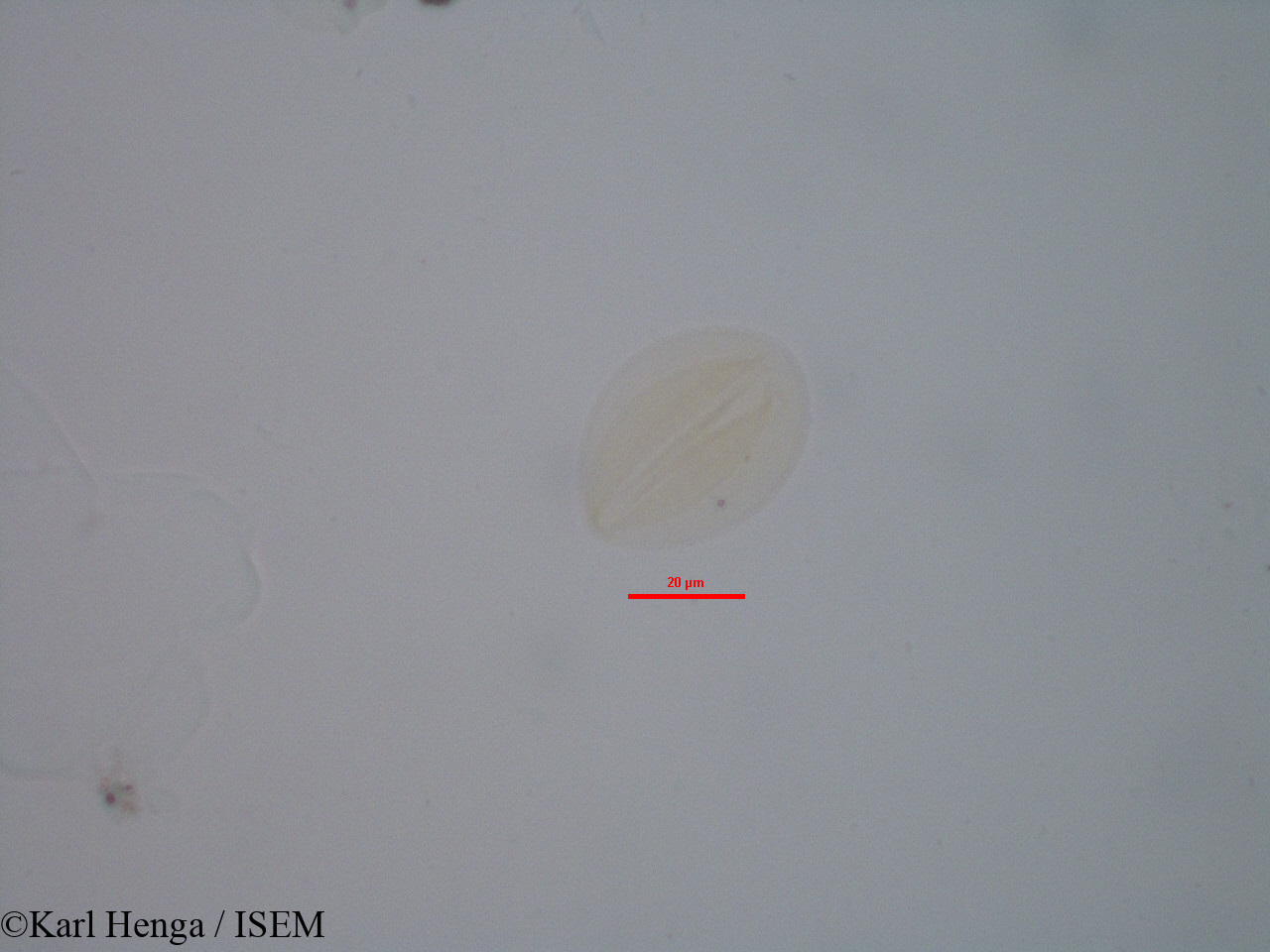 Karl.Henga/Hybanthus_heterophyllus_2702/Hybanthus_heterophyllus_2702_0002(copy).jpg
