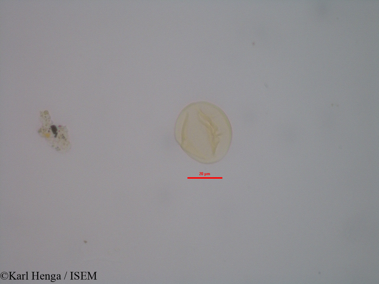 Karl.Henga/Hybanthus_heterophyllus_2702/Hybanthus_heterophyllus_2702_0003(copy).jpg