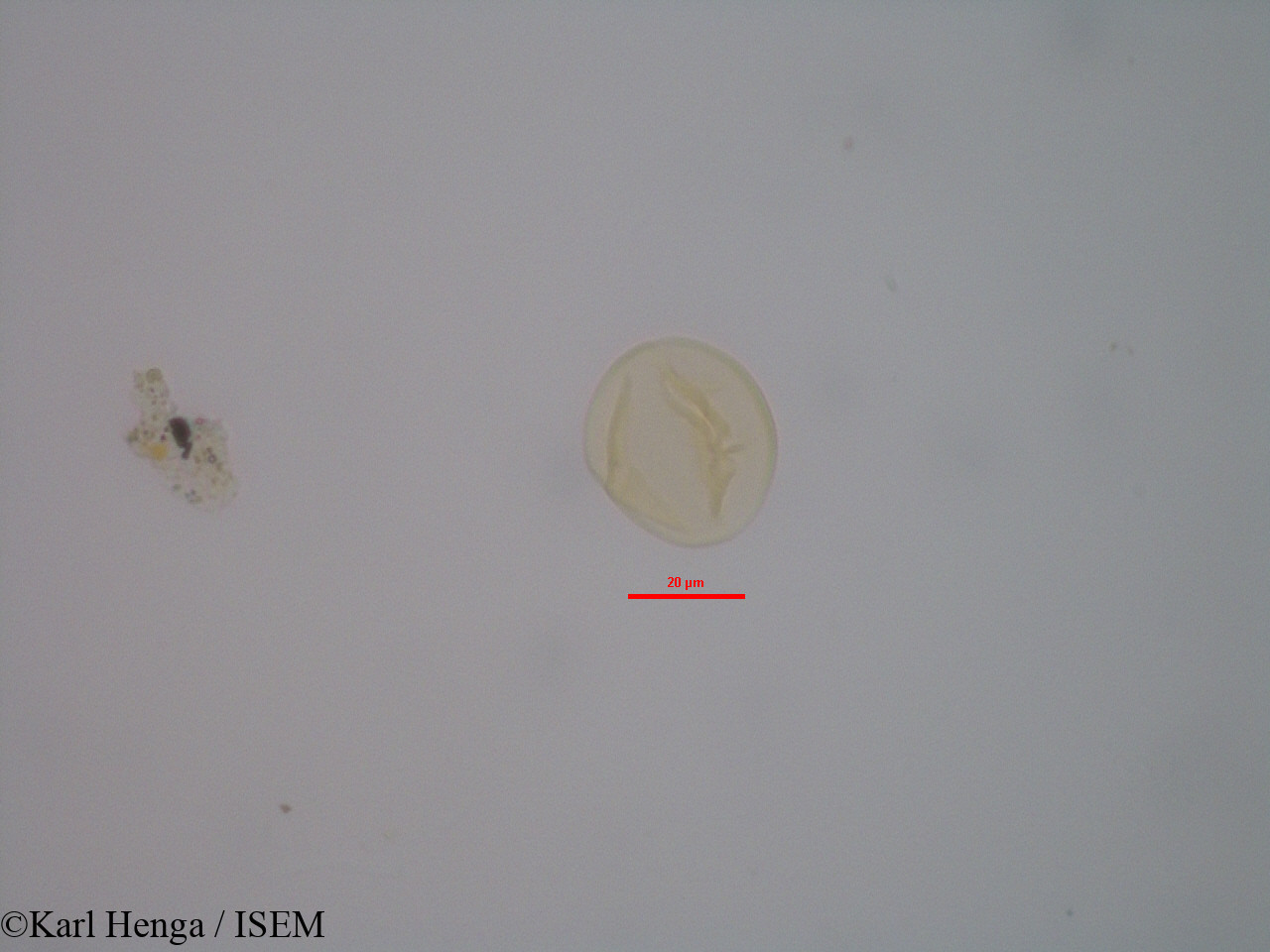 Karl.Henga/Hybanthus_heterophyllus_2702/Hybanthus_heterophyllus_2702_0006(copy).jpg