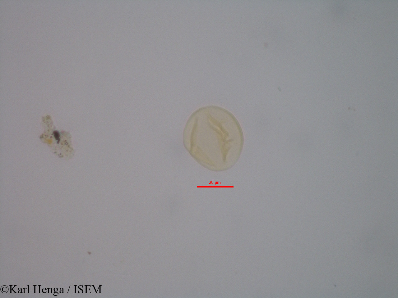 Karl.Henga/Hybanthus_heterophyllus_2702/Hybanthus_heterophyllus_2702_0011(copy).jpg