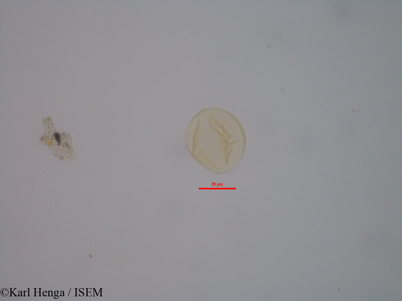 Karl.Henga/Hybanthus_heterophyllus_2702/Hybanthus_heterophyllus_2702_0012(copy).jpg