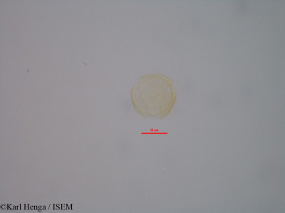 Karl.Henga/Hymenostegia_felicis_43205/Hymenostegia_felicis_43205_0001(copy)_thumb.jpg