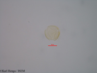 Hymenostegia felicis - lame n° 43205