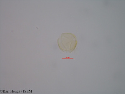 Hymenostegia felicis - lame n° 43205