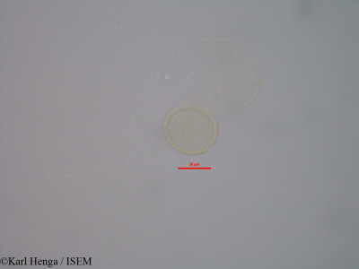 Hymenostegia felicis - lame n° 43205