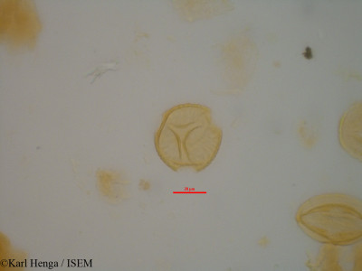 Hymenostegia floribunda - lame n° 45329