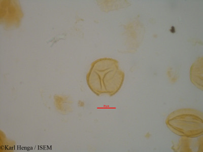 Hymenostegia floribunda - lame n° 45329