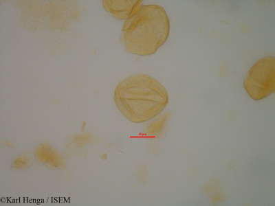 Hymenostegia floribunda - lame n° 45329
