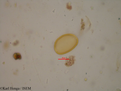 Hypoxis aurea - lame n° 19044