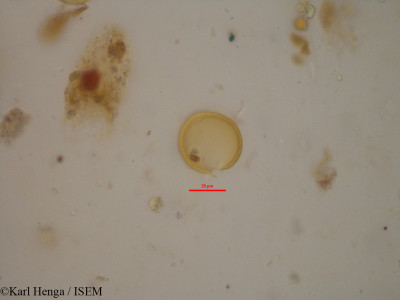 Hypoxis aurea - lame n° 19044