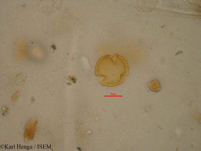 Indigofera nummulariifolia - lame n° 24818