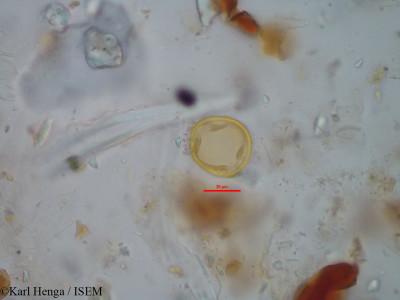 Indigofera nummulariifolia - lame n° 24818